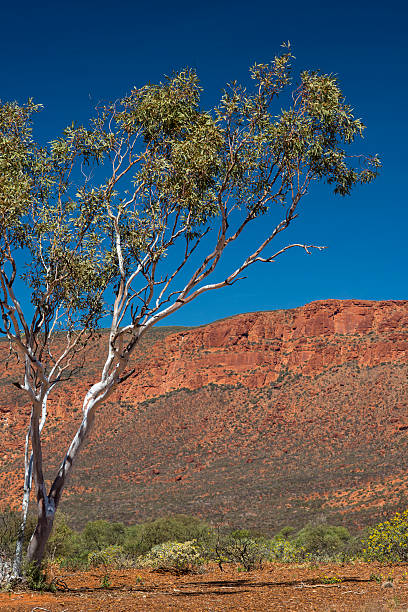 istock Snappy gum Eucalyptus leucophloia Mount Augustus Western Australia 186554941