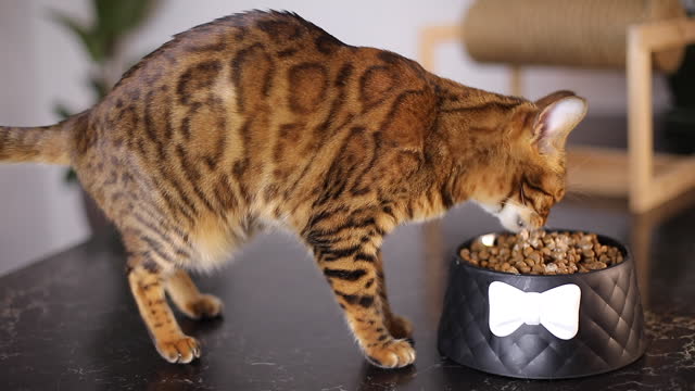 Bengal cat eating his favorite food