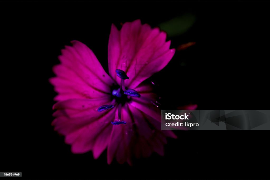 Bleu violet Oeillet - Photo de Août libre de droits