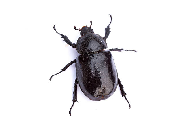 female stag beetle stock photo