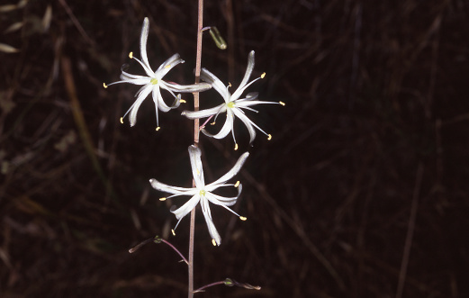 Close up of white, night blooming flowers of soap plant, Chlorogalum pomeridianum. Sunol, California, USA.