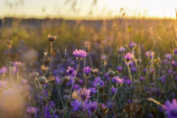 istock Purple wildflowers at sunset 1865555940