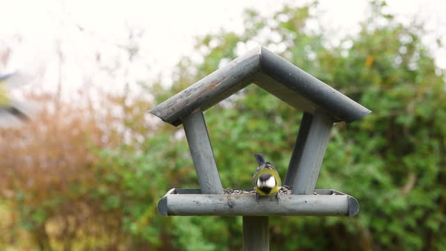 Bird feeder in garden