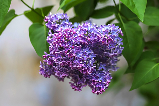 Closeup of a branch of the blossoming syringa with beautiful purple flowers. Photo with copy space