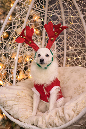 Merry Christmas and Happy New Year! Portrait of happy puppy dog in costume celebrating Christmas