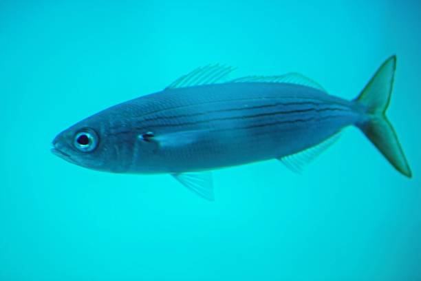 istock Bogue seabream, Boops boops, in the Atlantic Ocean 1865573019