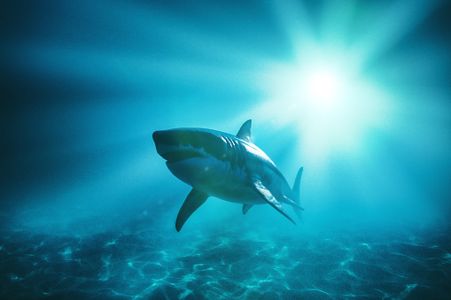 Great white shark. 3D generated image.