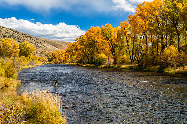 Woman Fly-Fishing in the Colorado River During Fall A lone woman fly-fishing in the Colorado River in the fall.  Image captured near Parshall, Colorado in the Rocky Mountains. colorado river stock pictures, royalty-free photos & images