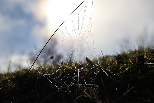 Spider web frozen