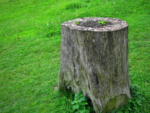 istock An old table made of a tree trunk in a meadow 1865581229