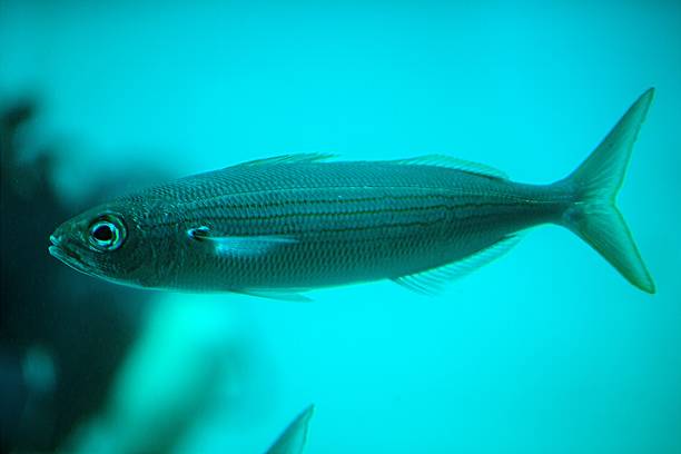 istock Bogue seabream, Boops boops, in the Atlantic Ocean 1865583461