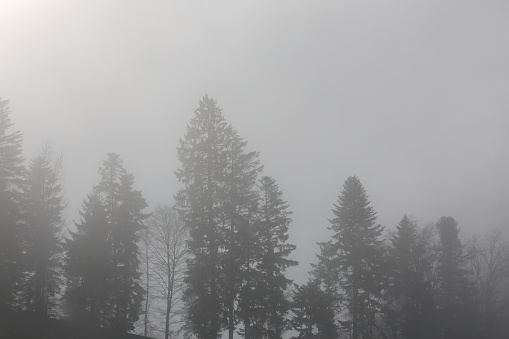 Fog, Forest in the Fog, Sea of ​​Fog, fir trees in the Fog
