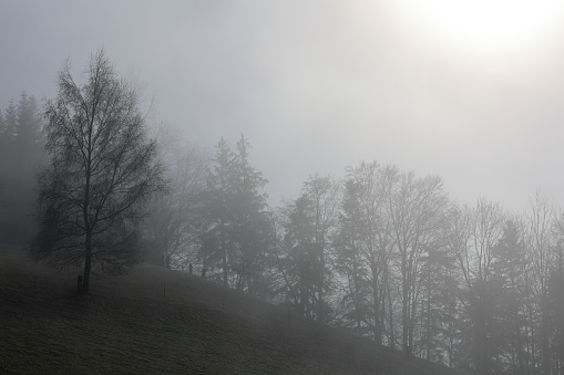 Fog, Forest in the Fog, Sea of ​​Fog, fir trees in the Fog