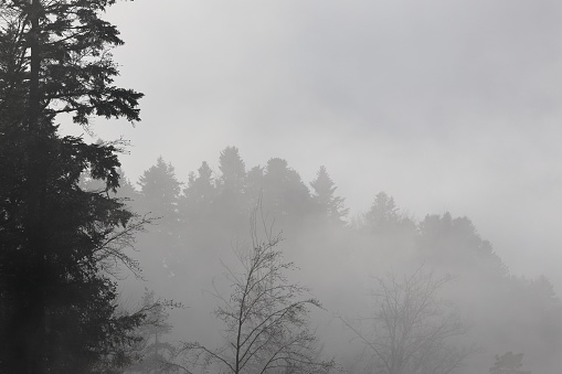 Misty forest in Rize, Karadeniz, Turkey