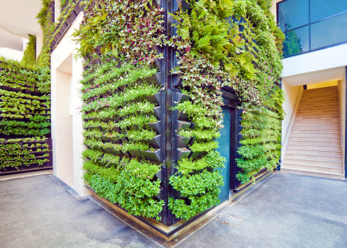 Wall of a building covered with plants to make a  living wall. The plants grow in special hydroponic pots attached to the wall.