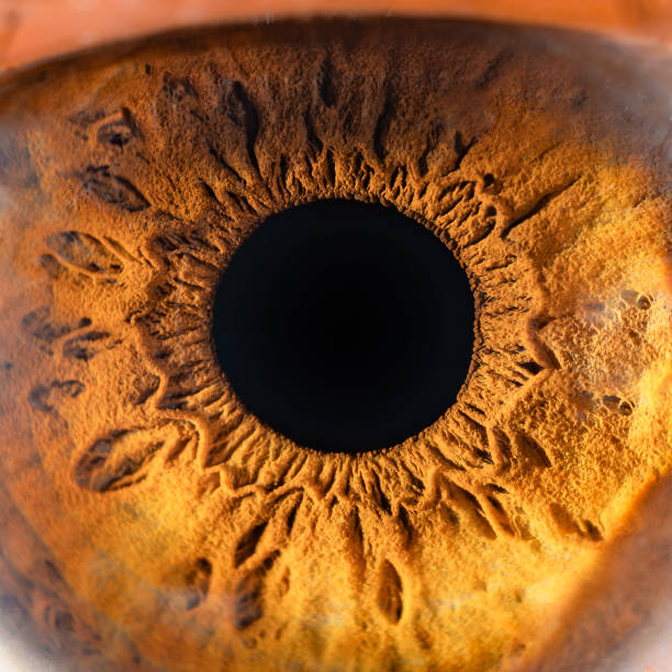 istock Female Brown Colored Eye With Long Lashes Close Up. Structural Anatomy. Human Iris Macro Detail. 1865595672