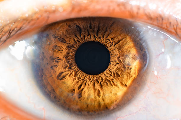 istock Female Brown Colored Eye With Long Lashes Close Up. Structural Anatomy. Human Iris Macro Detail. 1865595674
