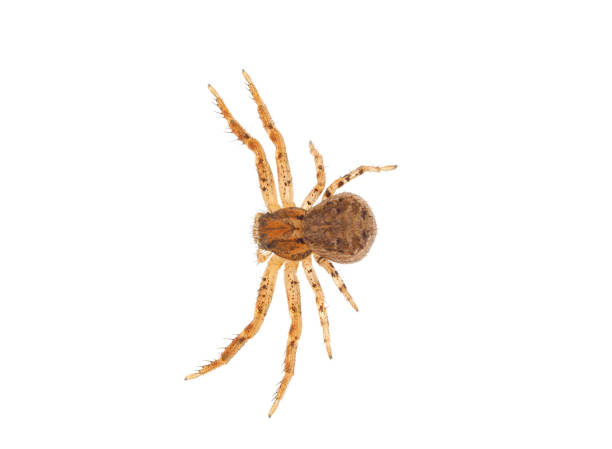 istock Common crab spider isolated on white background, Xysticus cristatus 1865596204