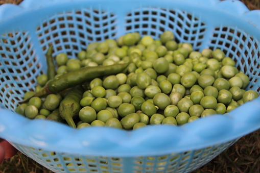 Closeup of fresh green pea seeds and pods in a round plastic basket on grass