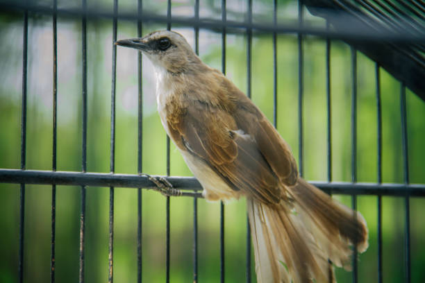 istock Portrait of a bird in a cage or cage. 1865600402
