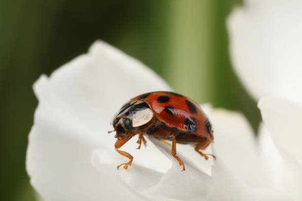 istock Ladybug on beautiful white flower against blurred background, macro view 1865601460