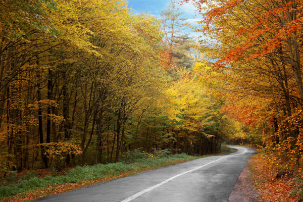 istock Beautiful view of asphalt road going through autumn forest 1865602514