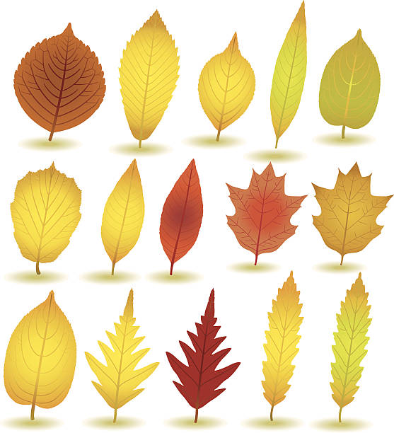 ilustraciones, imágenes clip art, dibujos animados e iconos de stock de otoño leafs iv:) - baumblätter