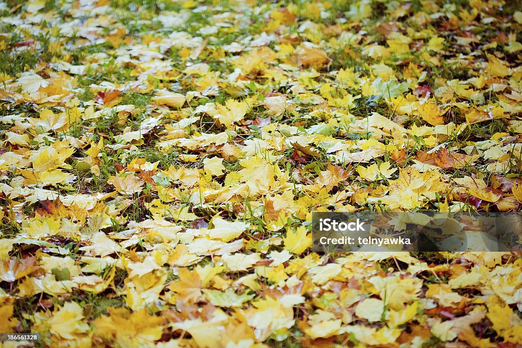 Folhas de outono colorido - Foto de stock de Amarelo royalty-free