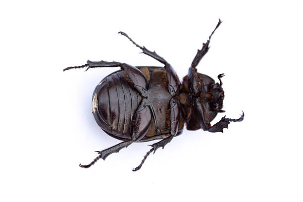 one stag beetle stock photo