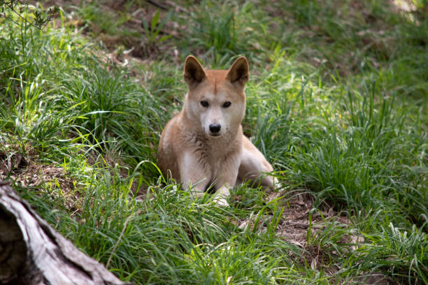 istock the golden dingo is a wild dog 1865617143