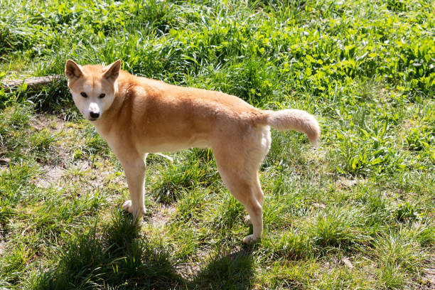 the golden dingo is a wild dog