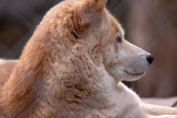 istock the golden dingo is a wild dog 1865619275