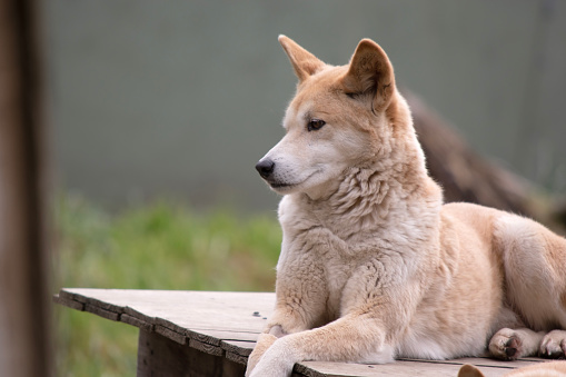 Dingos are a dog-like wolf. They have a long muzzle, erect ears and strong claws. They usually have a ginger coat and most have white markings on their feet, tail tip and chest.