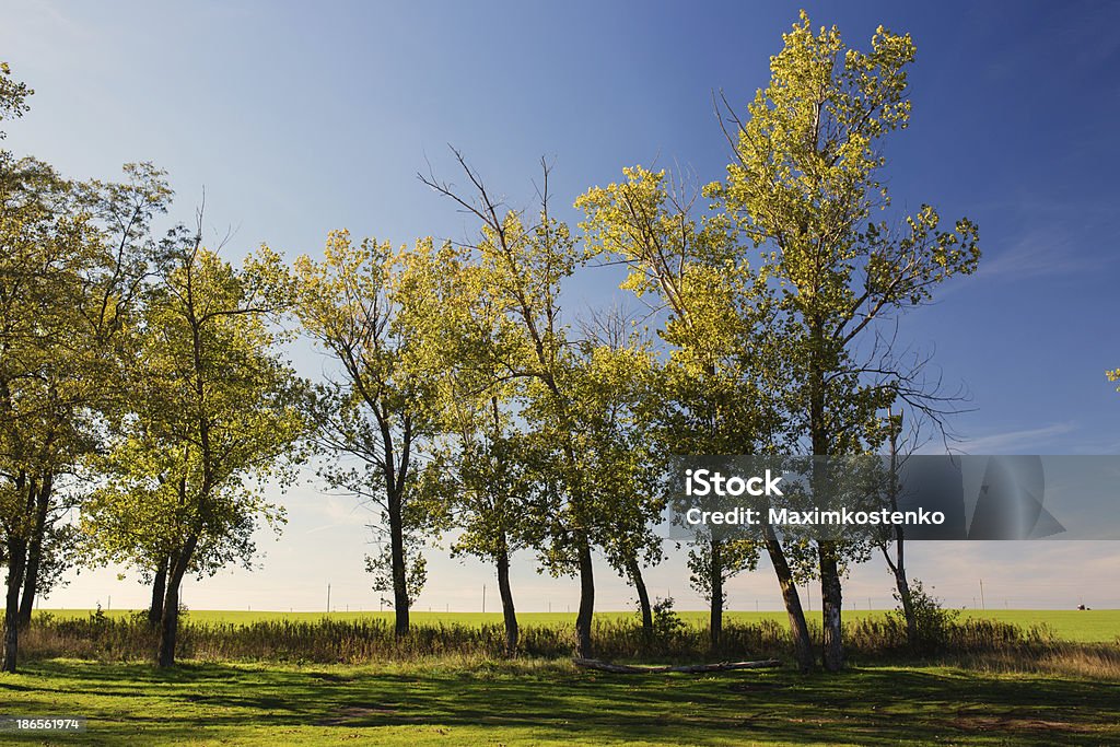 Осенний пейзаж - Стоковые фото Ветвь - часть растения роялти-фри