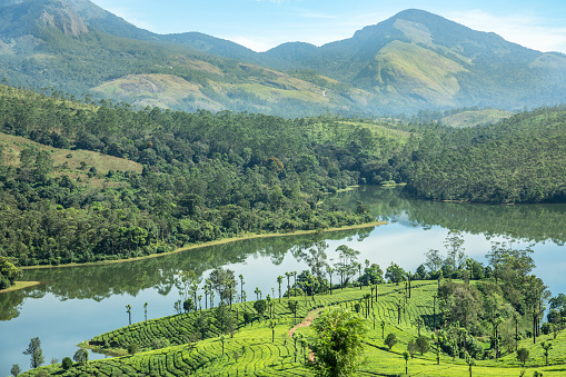 Green fields of tea plantations on the hills landscape and Anayirankal lake, Munnar, Kerala, south India