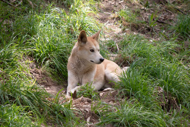 the golden dingo is a wild dog
