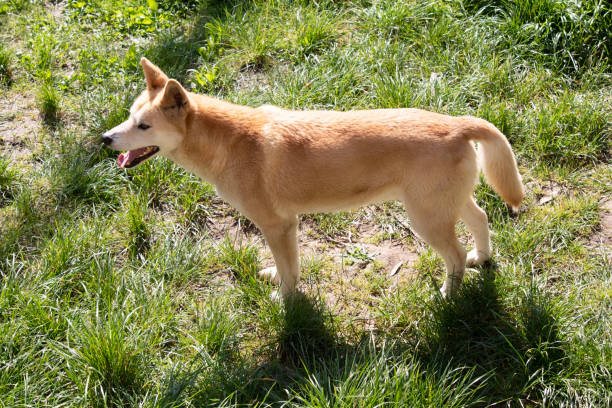 istock the golden dingo is a wild dog 1865620855
