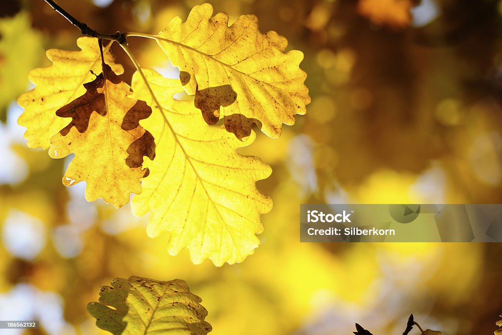 Farbenprächtige Herbstblätter - Lizenzfrei Abstrakt Stock-Foto