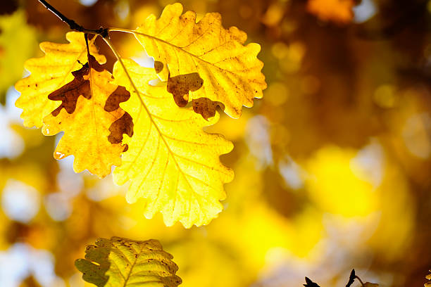istock Colorful Autumn Leaves 186562132