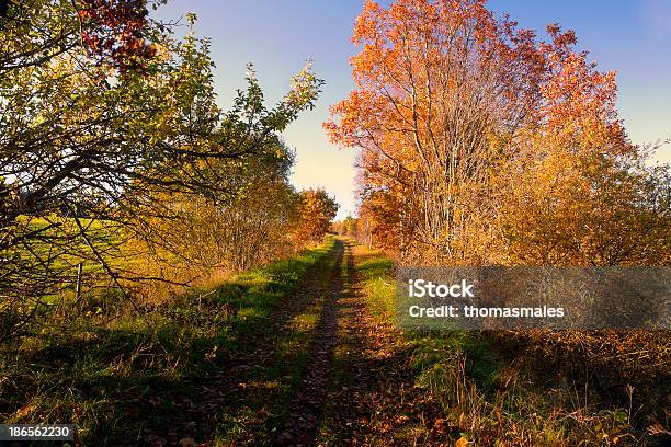 Foto de Shady Road e mais fotos de stock de Agricultura - Agricultura, Ajardinado, Amarelo