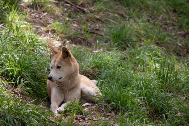 istock the golden dingo is a wild dog 1865622987