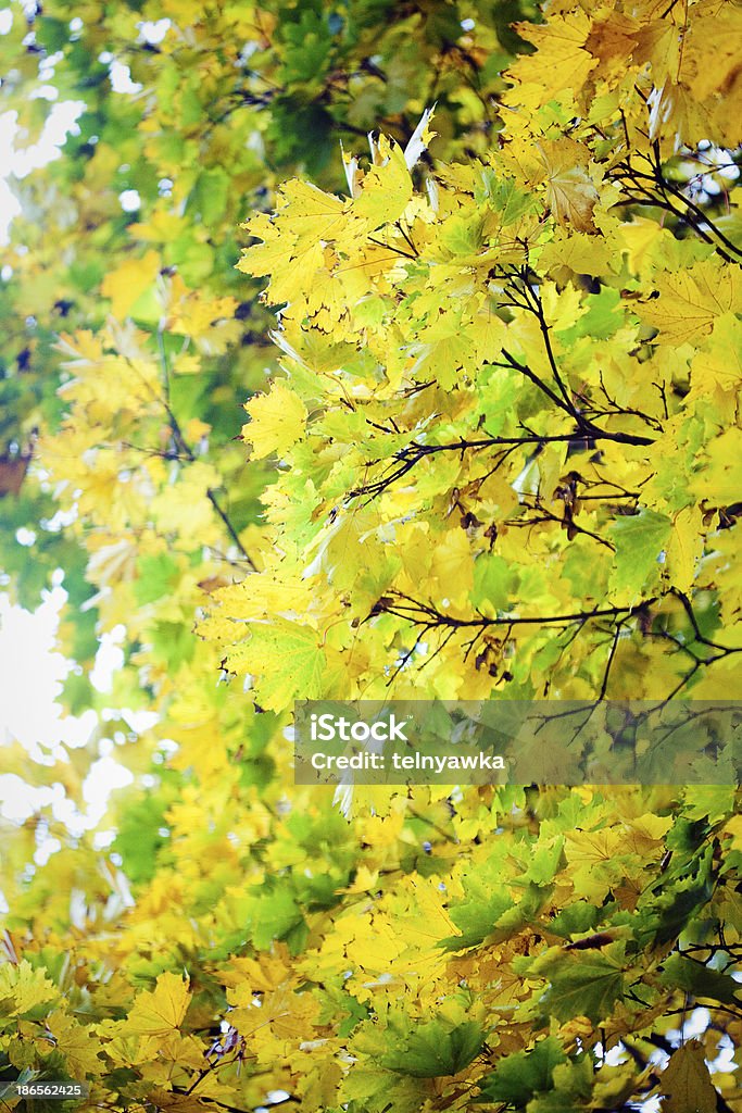 Folhas de outono com luz solar - Royalty-free Amarelo Foto de stock