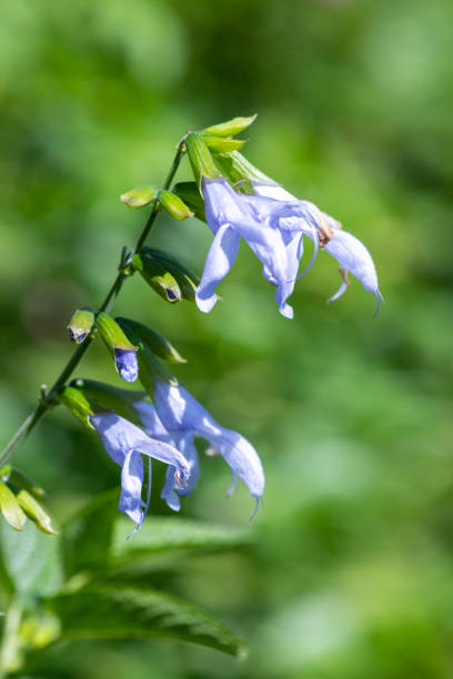 istock Salvia guaranitica (Argentina Skies) flowers 1865624586