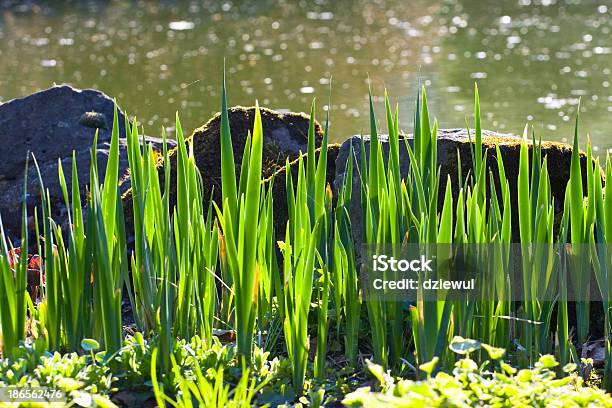 Stones And Grass At Waters Edge Stock Photo - Download Image Now - Alternative Therapy, At The Edge Of, Balance