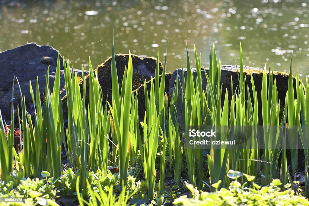 Камни и трава в ресторане waters edge - Стоковые фото Альтернативная терапия роялти-фри