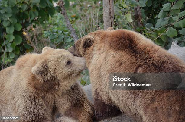 Швейцария Bern Медведь Парков — стоковые фотографии и другие картинки Без людей - Без людей, Вечная мерзлота, Внимательно смотреть