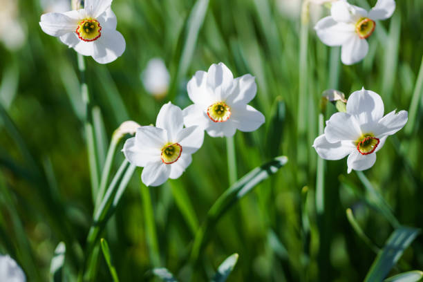 istock White daffodils on a green meadow in the spring 1865626764