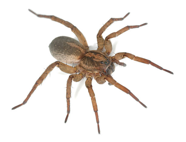 istock Wolf spider, lycocidae isolated on white background, macro photo 186562692