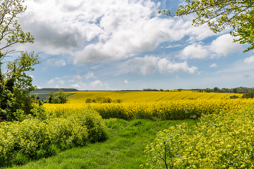 A view over a field of oilseed rape crops growing in the South Downs in springtime