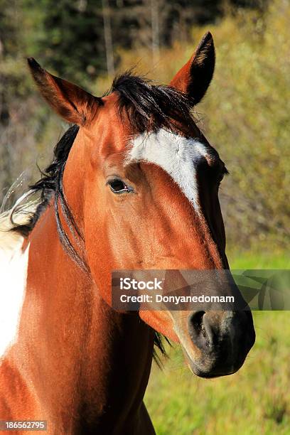 Portrait Of American Quarter Horse Rocky Mountains Colorado Stock Photo - Download Image Now